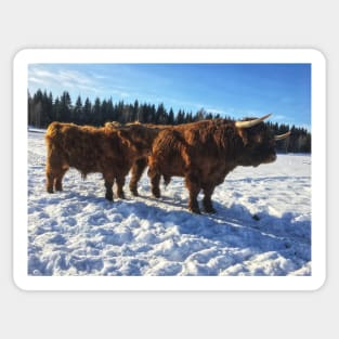 Scottish Highland Cattle Bulls 1937 Sticker